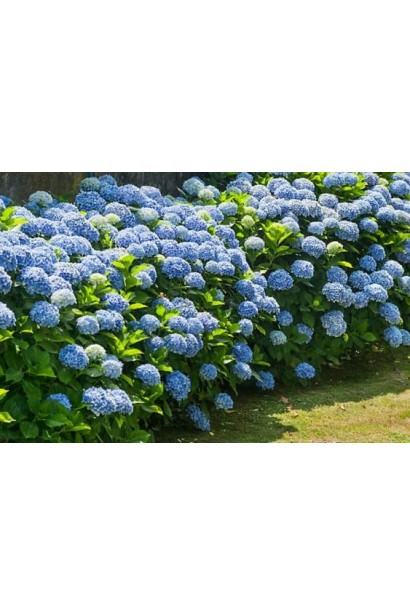 Сульфат алюмінію для здорового росту рослин.